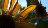 sunflower-blog-header-sm2